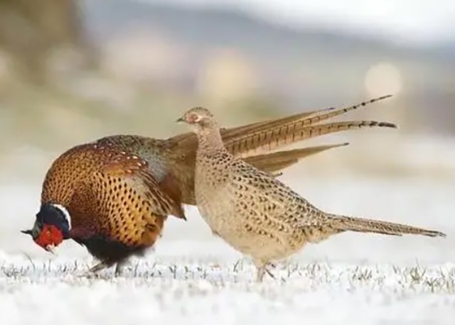 1704502260209017.jpg 20240105-640-03.jpg